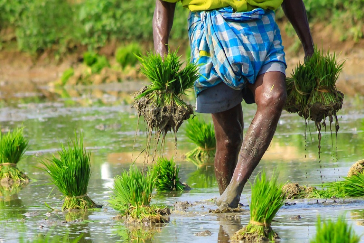  பிம் கிஷான் நிலையைச் சரிபார்க்க : 1) முதலில் pmkisan.gov.in இணையதளத்திற்குச் செல்லவும். 2) இந்த இணையதளத்தின் வலதுபுறத்தில் உள்ள விவசாயி மூலையில் கிளிக் செய்யவும். 3) இப்போது நீங்கள் பயனாளியின் நிலையைக் கிளிக் செய்ய வேண்டும்.