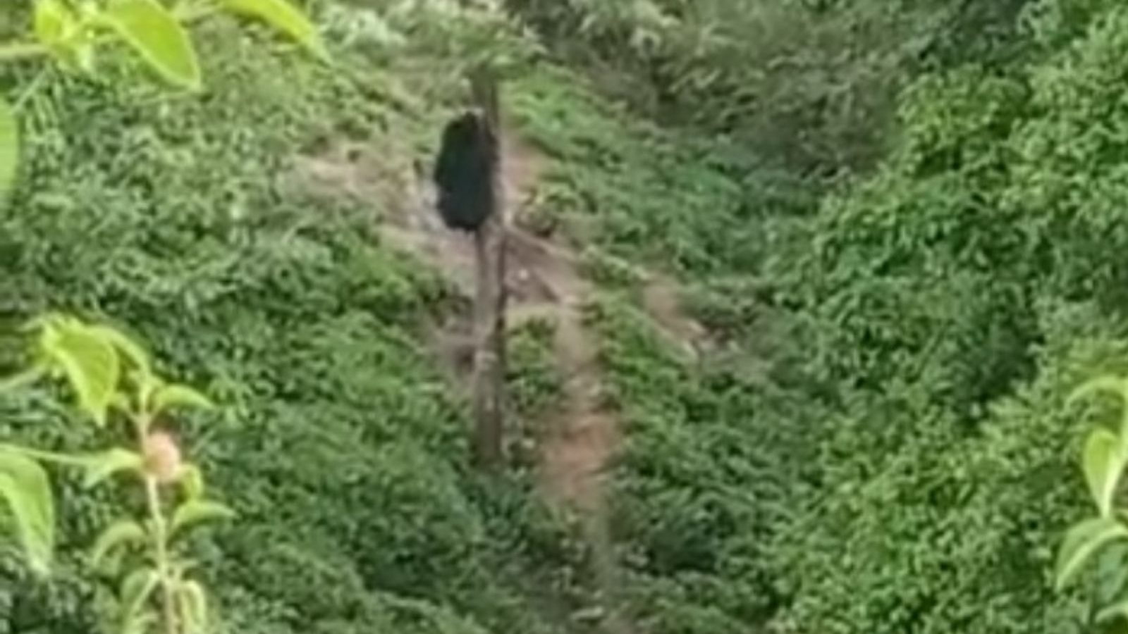 மரத்தில் ஏறி விளையாடிய கரடி- பீதி அடைந்த தேயிலை தோட்டப் பணியாளர்கள்