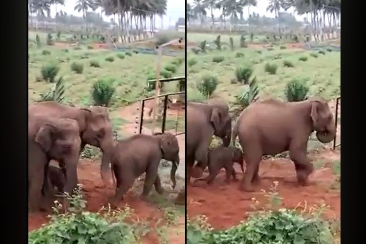 Elephant: கோவை அருகே குட்டியுடன் ஊருக்குள் புகுந்த 5 காட்டு யானைகளை ஊர்மக்கள் பத்திரமாக வழியனுப்பி வைத்த சம்பவம் குறித்த வீடியோ வைரலாகி வருகிறது. 