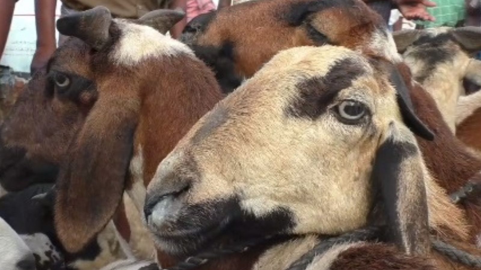 நெருங்கும் ரமலான்... பரமக்குடி வாரச்சந்தையில் ஒரு கோடி ரூபாய்க்கு ஆடுகள் விற்பனை