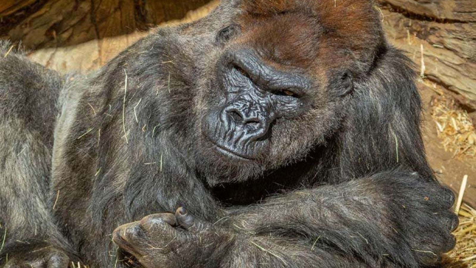 ஸ்மாட்ஃபோனுக்கு அடிக்ட் ஆன கொரில்லா குரங்கு - யூ டியூப் வீடியோ பார்க்கிறதாம், செல்ஃபி எடுத்துக் கொள்கிறதாம்