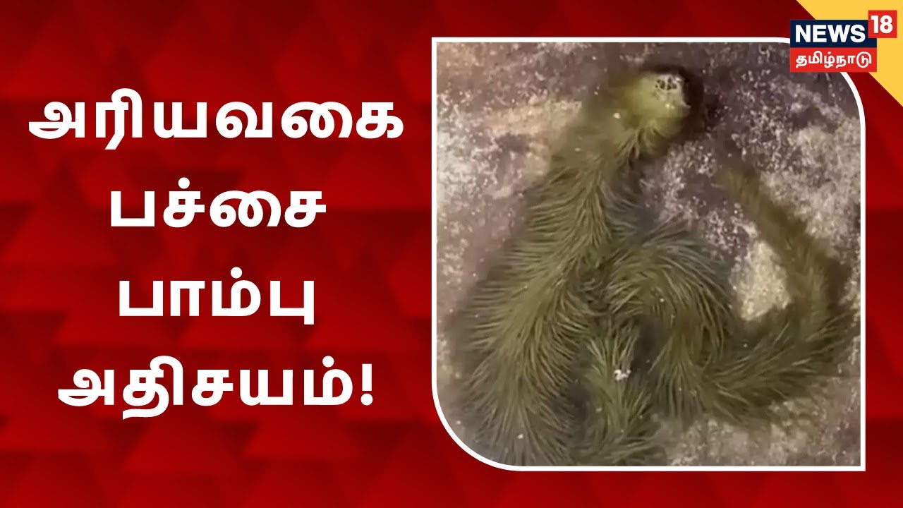 உலகில் காணக்கிடைக்காத அரியவகை பச்சை பாம்பு