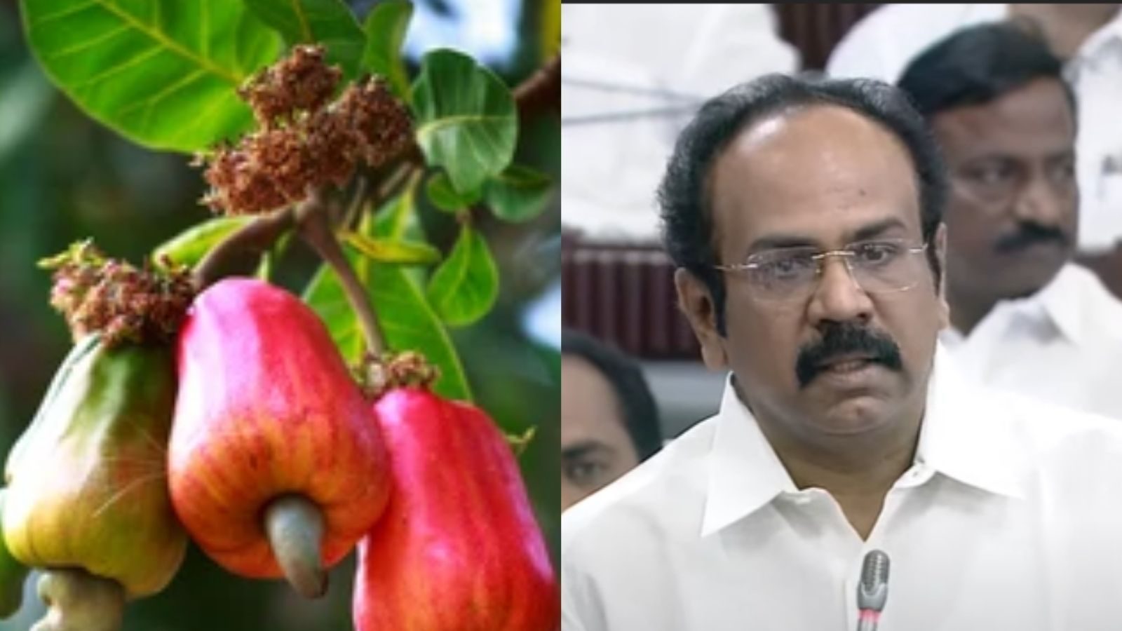 முந்திரி பழத்திலிருந்து ஊட்டச்சத்து பானம்: வேல்முருகன் கேள்விக்கு அமைச்சர் தங்கம் தென்னரசு பதில்