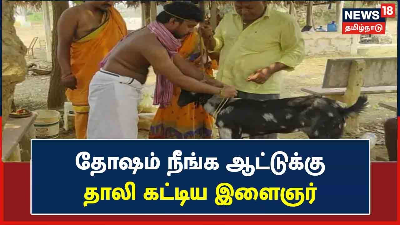 ஆட்டுக்கு தாலி கட்டிய இளைஞர் - உகாதி நாளில் நடந்த பலே திருமணம்