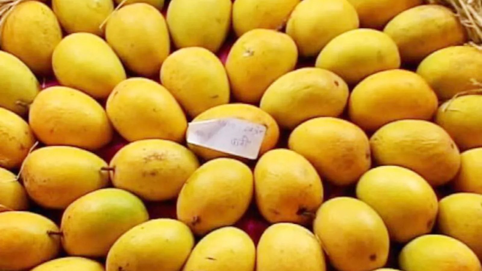 பருவம் தவறிய மழையால் மாம்பழம் விளைச்சல் பாதிப்பு - விலை இரு மடங்காக உயர்வு!