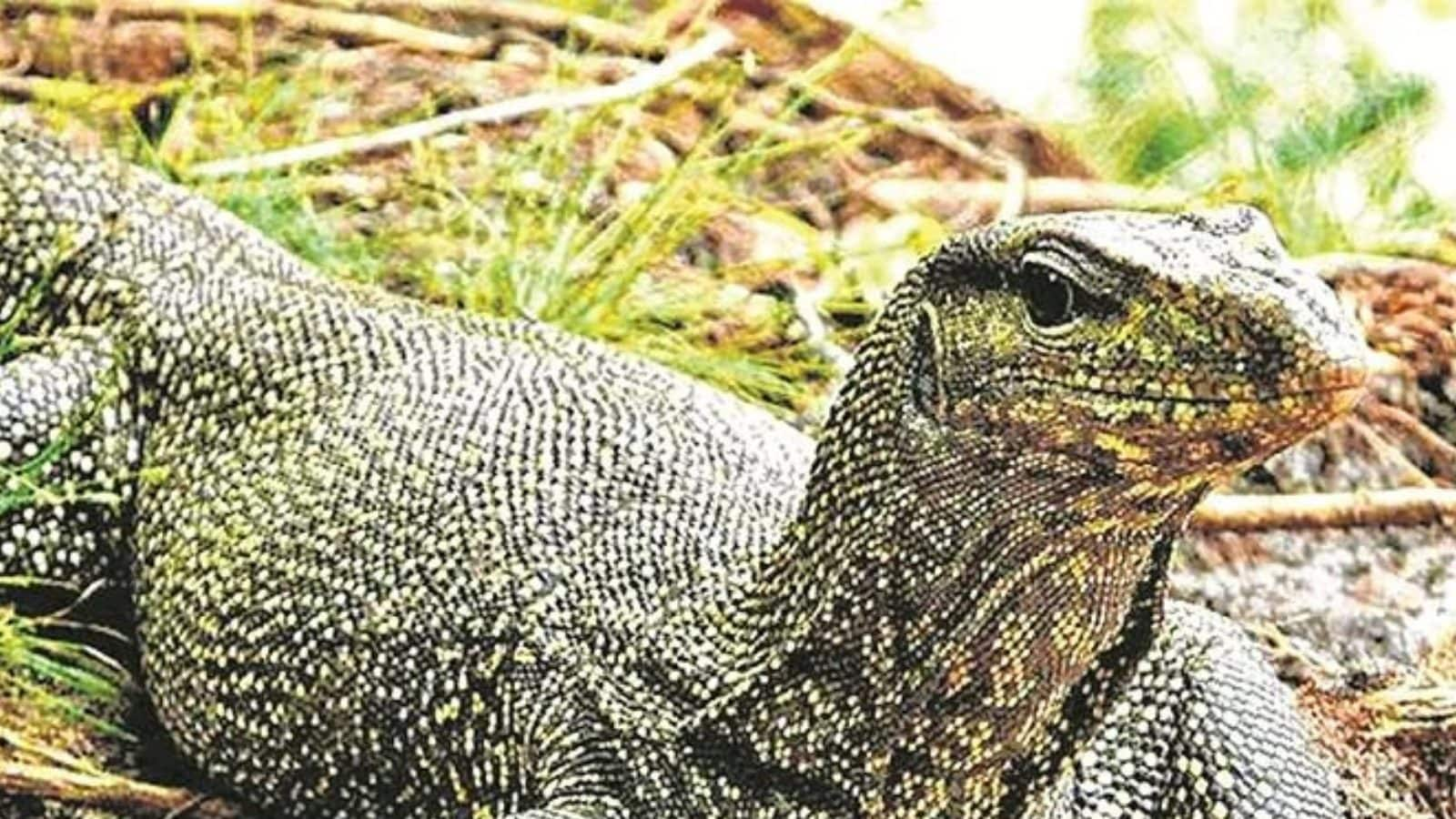 Lizard Raped | 4 arrested for raped lizard in Maharashtra case filed ...