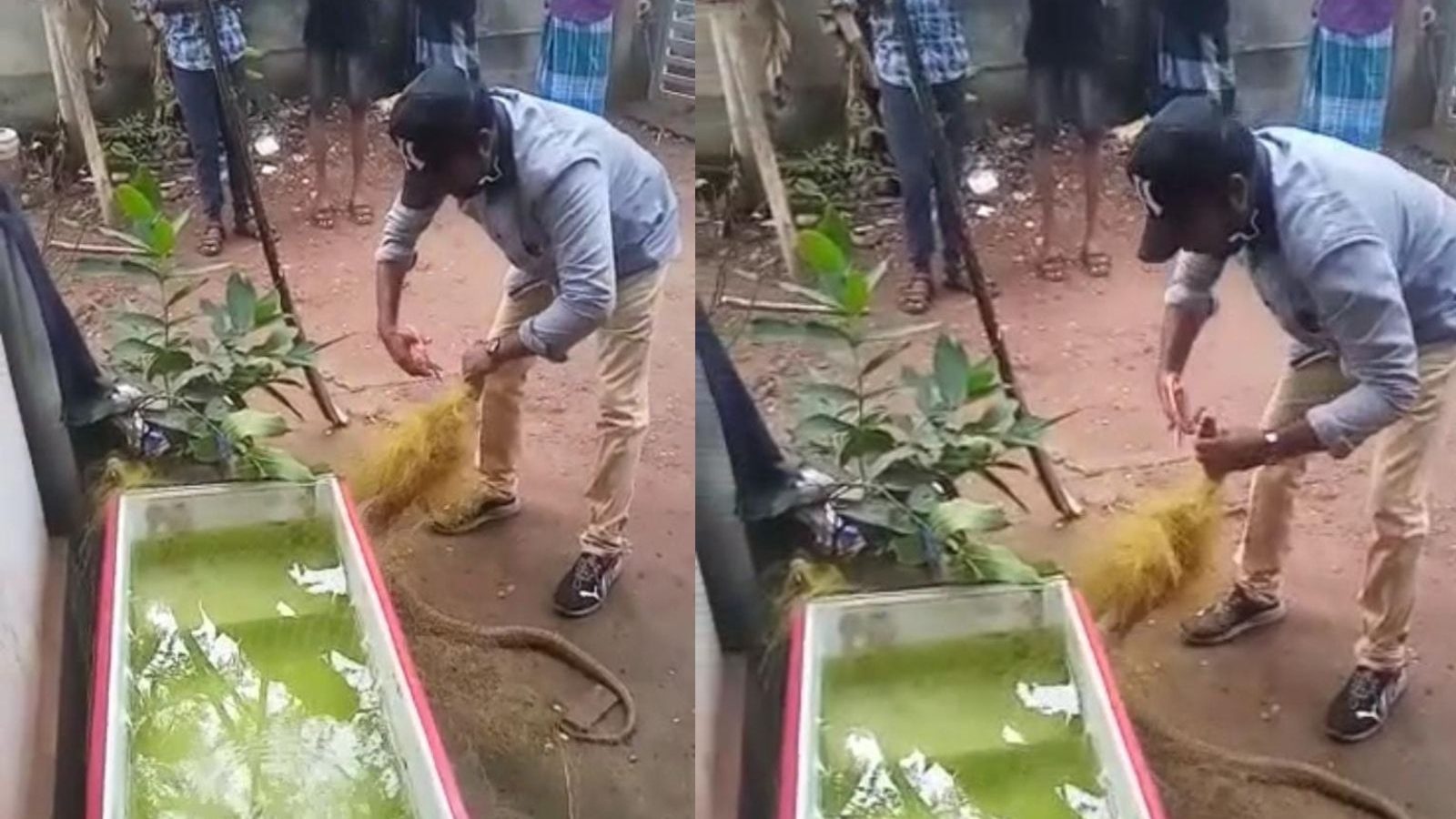 Snake Viral |  மீட்கும் போது கொத்திய நாகப்பாம்பு... தன் உயிரை பொருட்படுத்தாமல் நாகத்தை காப்பாற்றிய பாம்பு பிடி வீரர்