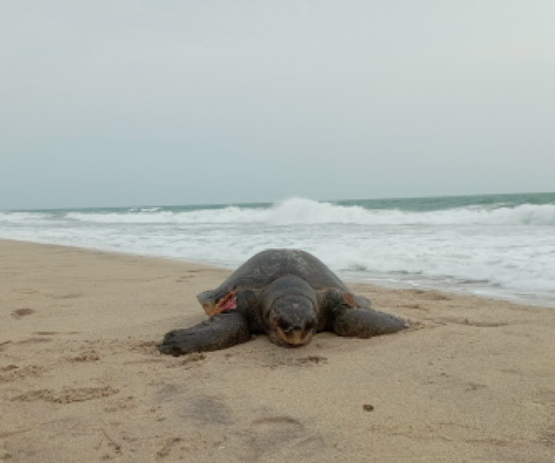தனுஷ்கோடி பகுதியில் கரை ஒதுங்கிய 60 கிலோ எடை கொண்ட பெருந்தலை ஆமை