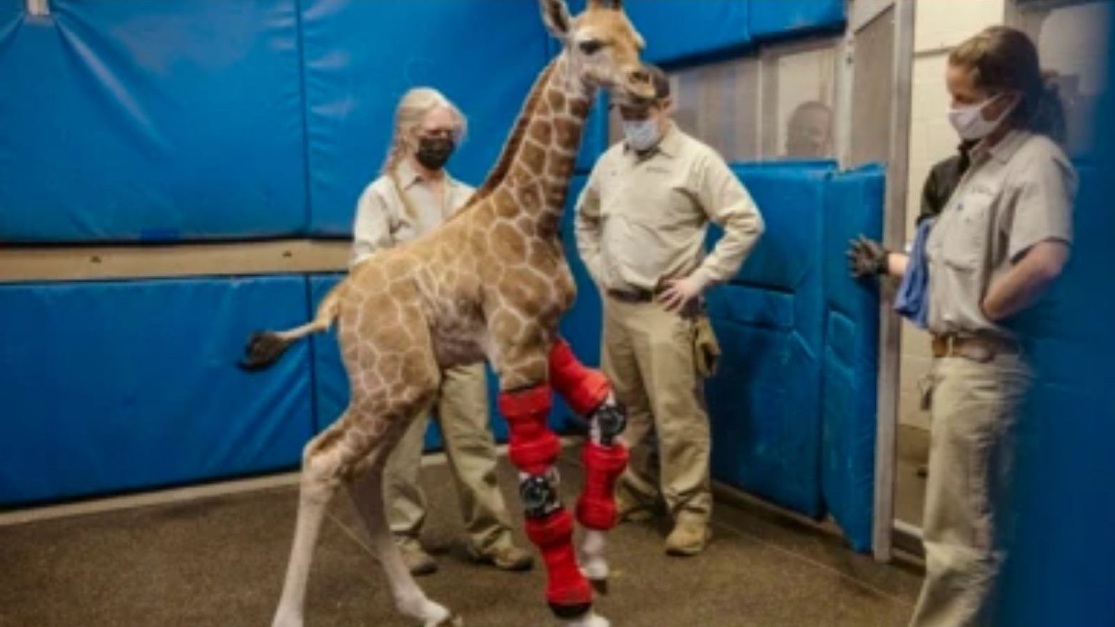 முன்னங்கால்கள் வளைந்து பிறந்த ஒட்டகச்சிவிங்கிக்கு Leg Brace-கள் பொருத்தம்! வீடியோ..