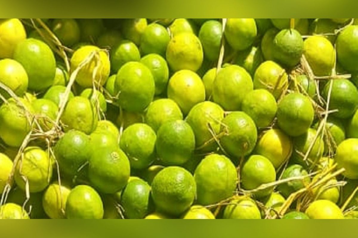 சிறைவாசிகளுக்கு ஒரு எலுமிச்சையை கூட கண்ணில் காட்டாமல் 50 கிலோ எழுமிச்சை வாங்கியதாக சிறை அதிகாரிகள் கணக்கு எழுதியுள்ளனர்.