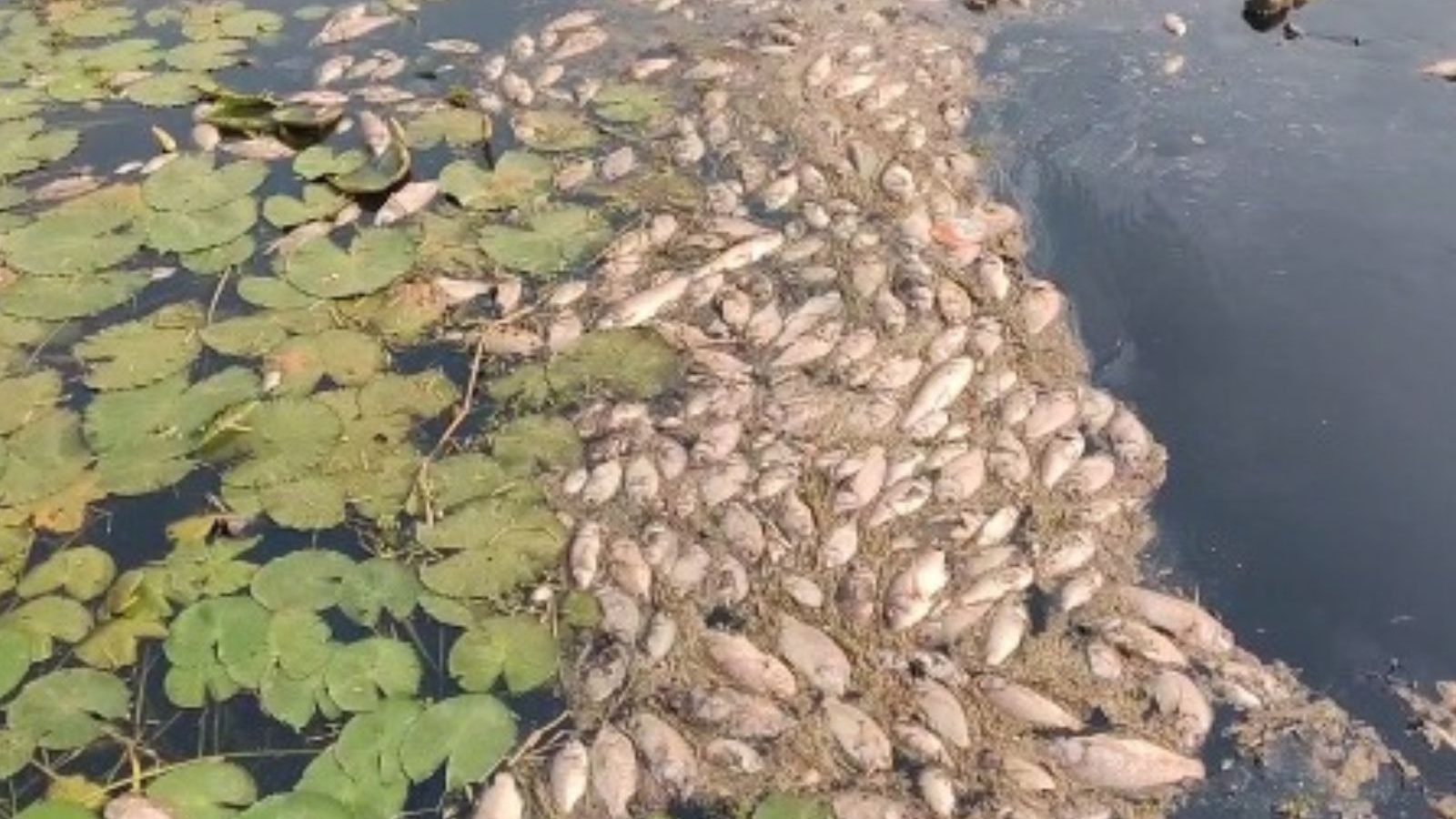 சேக்காடு ஏரியில் செத்து மிதக்கும் மீன்கள்... சட்டவிரோதமாக ஏரியில் கழிவு நீர் திறப்பதாக பொதுமக்கள் குற்றச்சாட்டு