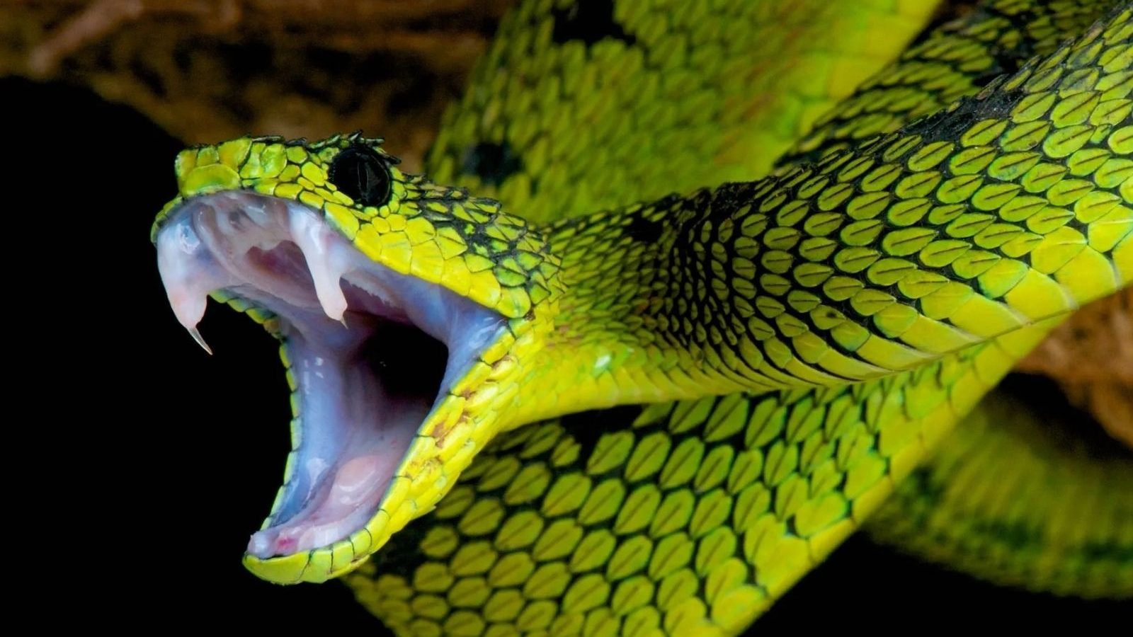 பாம்புகள் கடிப்பது ஏன்? கடித்தால் உடனடியாக என்ன செய்ய வேண்டும்?