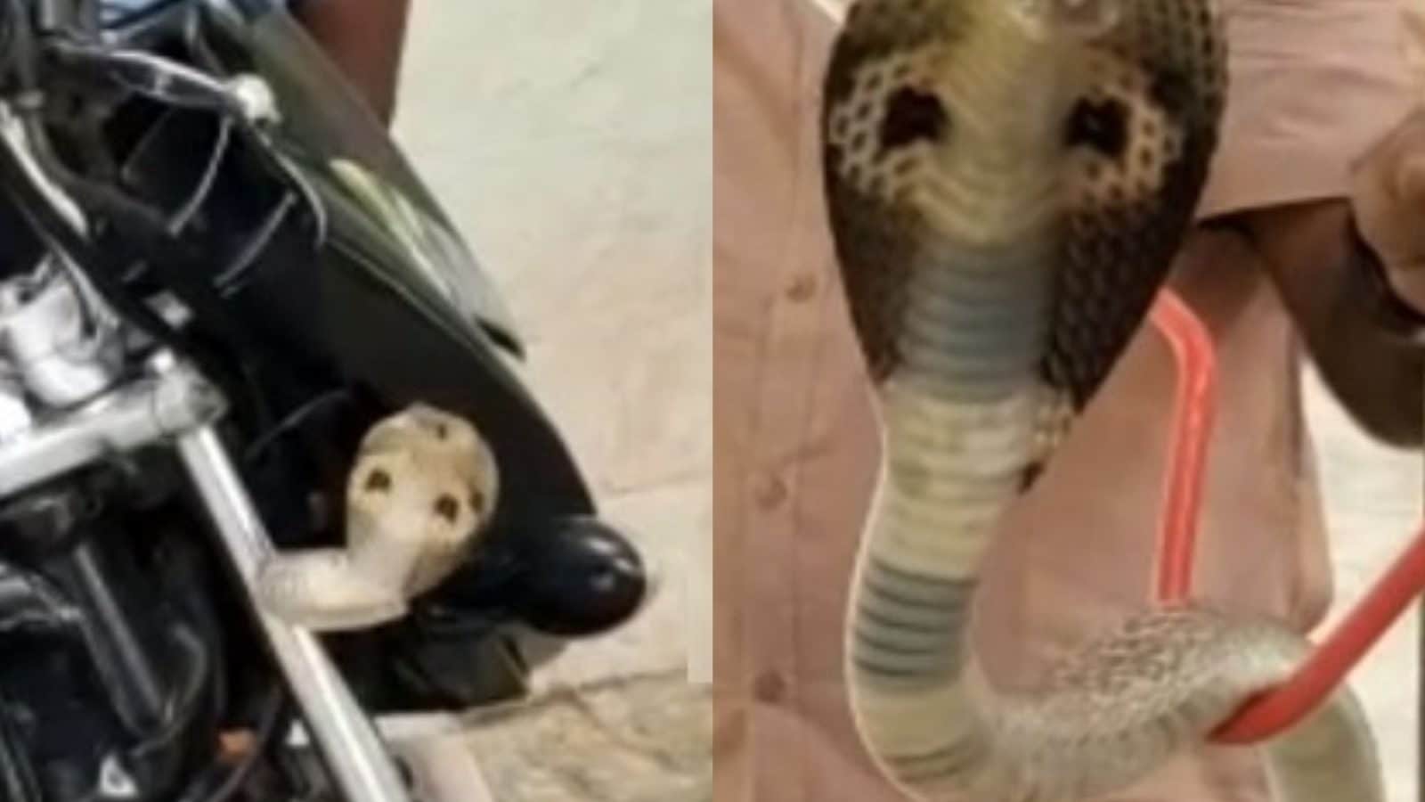 பாடம் எடுக்கும் ஆசிரியர் பைக்கில் படமெடுத்து ஆடிய நல்லபாம்பு..!