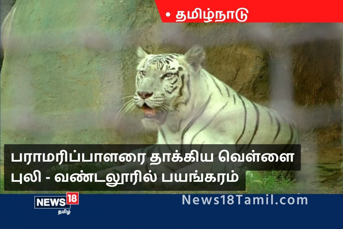 வண்டலூர் உயிரியல் பூங்காவில் பராமரிப்பாளரை தாக்கிய வெள்ளைப் புலி..!