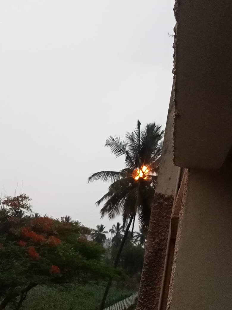  தென்னை பற்றி எரியும் புகைப்படம்