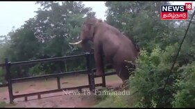 இரும்பு வேலியை தாண்டி சென்ற யானை