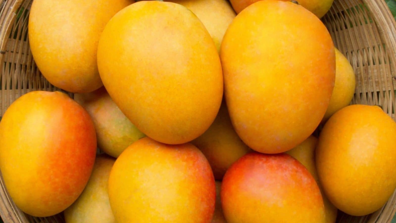 எந்த மாம்பழம் சுவை மிக்கது..? அடுத்த முறை மிஸ் பண்ணாம இந்த மாம்பழங்களை வாங்குங்க..!