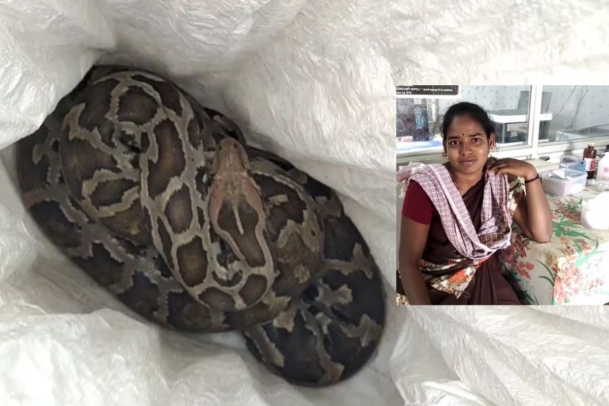கடித்த பாம்பு கடிபட்ட மனைவி அழகு 