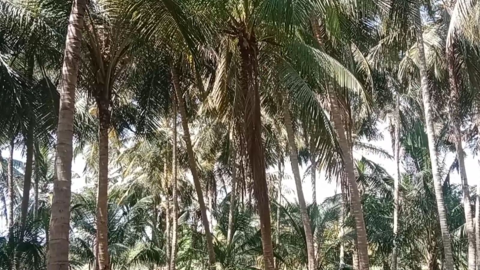 புதுவித வெள்ளை ஈ தாக்குதலால் 2,000 தென்னை மரங்கள் பாதிப்பு... கவலையில் விவசாயிகள்