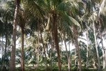 வெள்ளை ஈ தாக்குதலால் 2,000 தென்னை பாதிப்பு.. கண்டுகொள்ளாத வேளாண்துறை