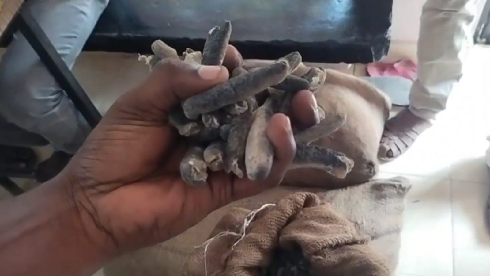 ராமநாதபுரம் அருகே ரூ.6 லட்சம் மதிப்பிலான 75 கிலோ கடல் அட்டை பறிமுதல்