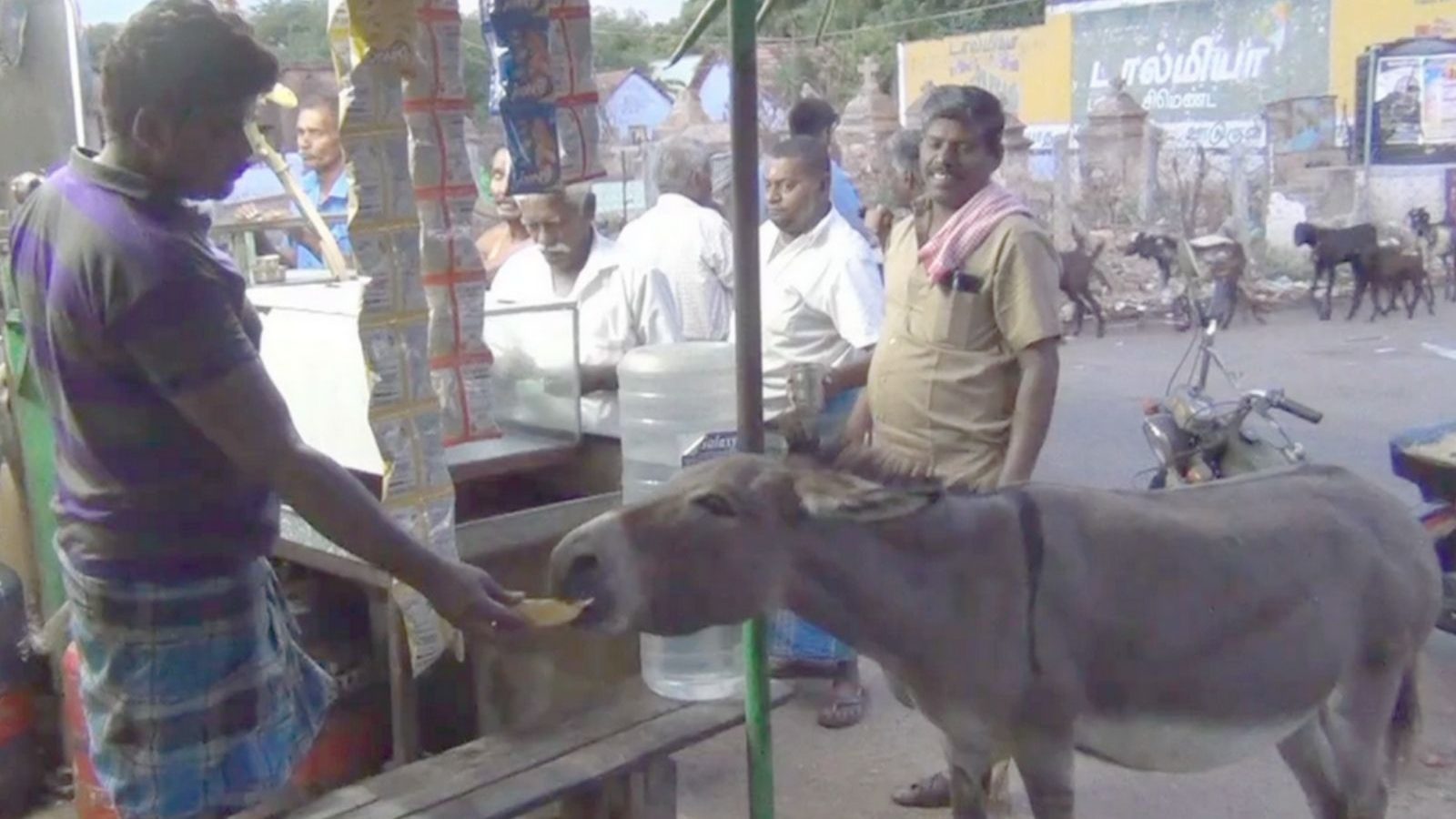 டீக்கடையில் தினமும் சமோசா வாங்கி சாப்பிடும் கழுதை - சாத்தான்குளத்தில் ருசிகரம்!