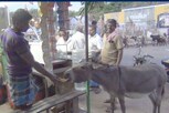 தினமும் டீகடையில் சமோசா வாங்கி சாப்பிடும் கழுதை...