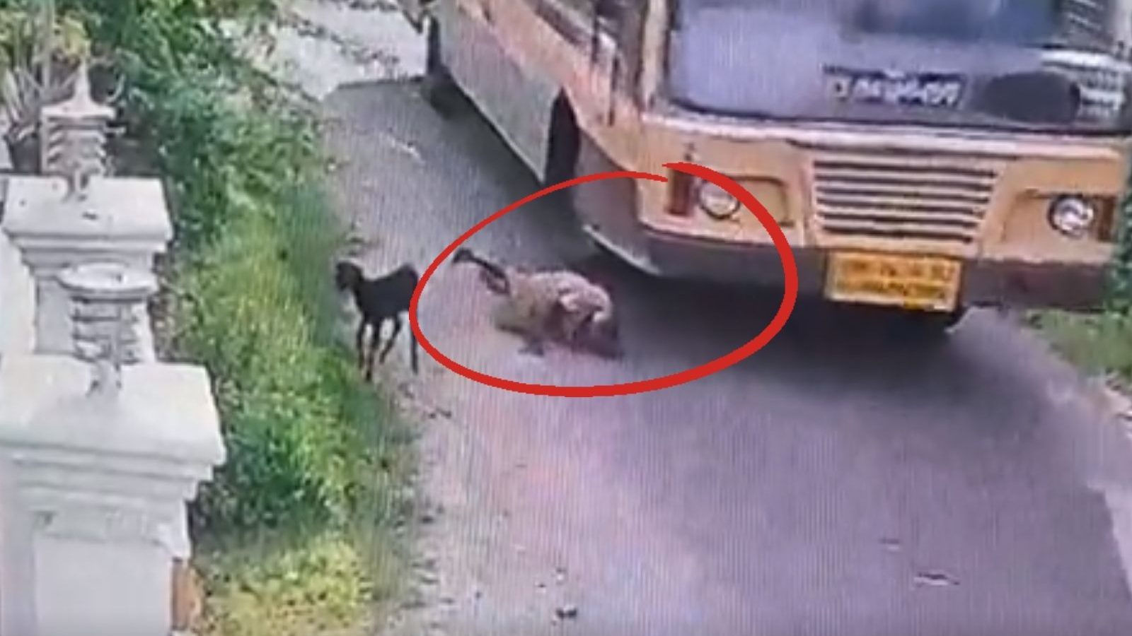 பேருந்து சக்கரத்தின் முன்பு விழுந்த மூதாட்டி.. சுதாரித்த ஓட்டுநர்.. பதறவைக்கும் சிசிடிவி காட்சி