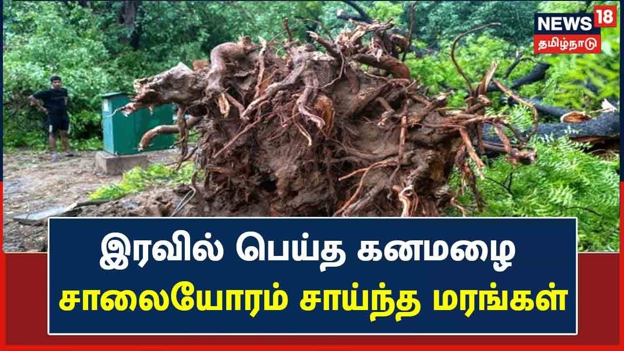 இரவில் கனமழை - சாலையோரம் சாய்ந்த மரங்கள்