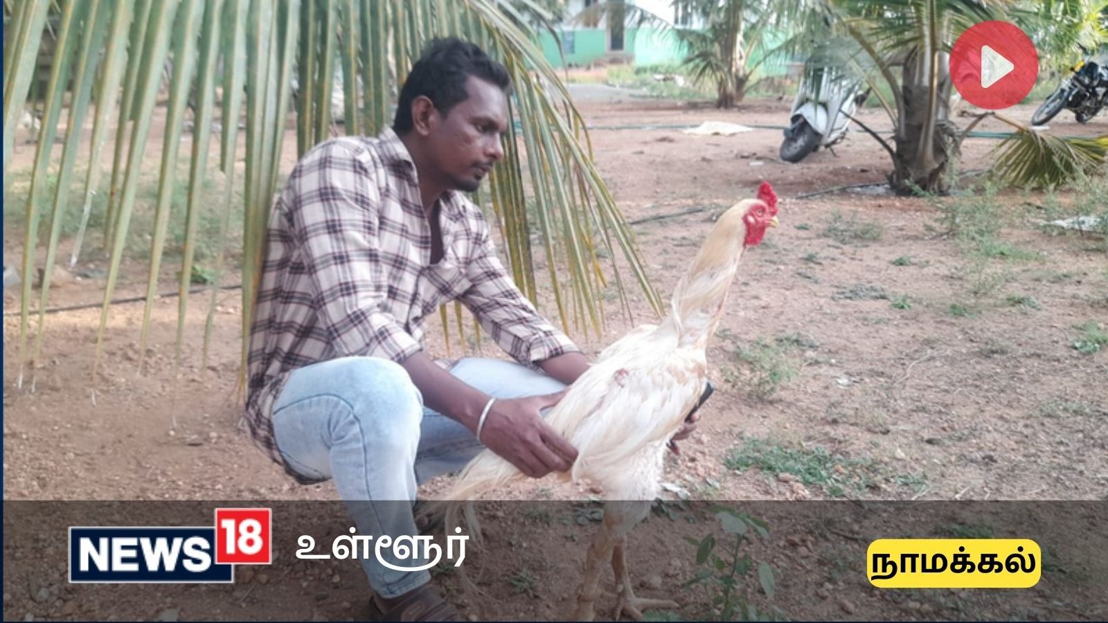 Namakkal : நாட்டுக்கோழி வளர்ப்பில் ₹5 லட்சத்திற்கு மேல் வருமானம்.. வெளிநாட்டு வேலையை உதறிவிட்டு சாதித்துக்காட்டிய நாமக்கல் இளைஞர்..