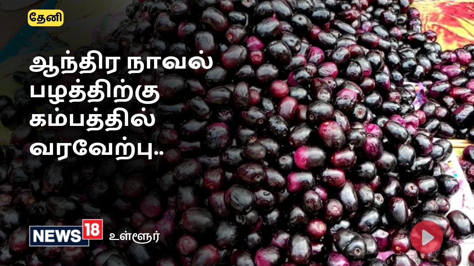 Theni : ஆந்திர நாவல் பழத்திற்கு கம்பம் பகுதிகளில் பெருகும் மவுசு - விற்பனை படுஜோர்..