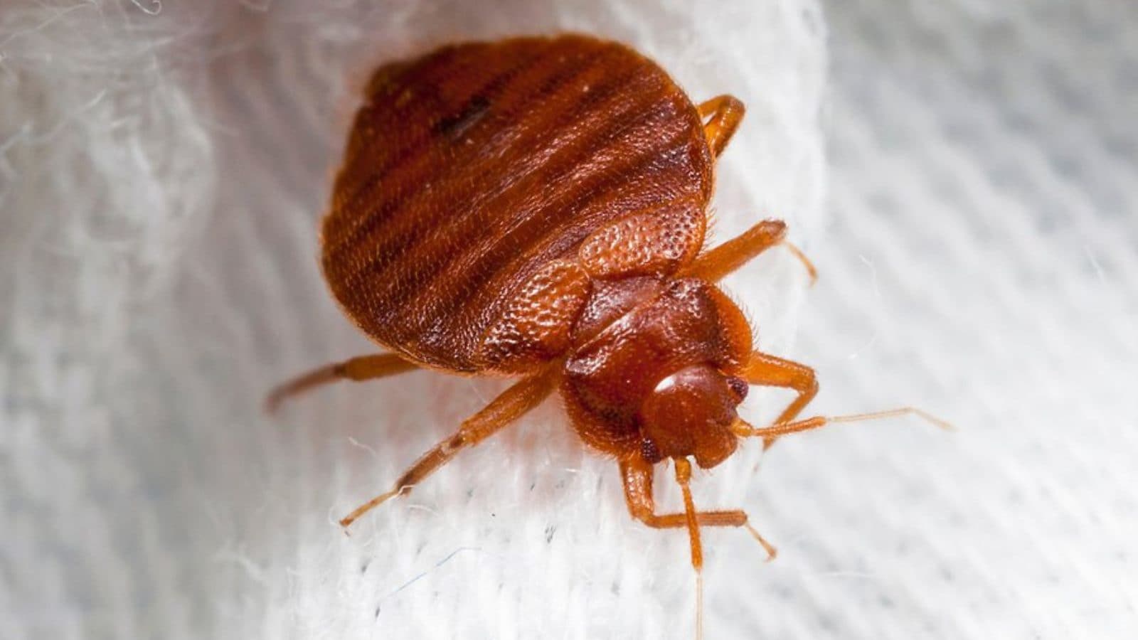 படுக்கும் மெத்தையில் மூட்டை பூச்சிகள் : உடலில் இந்த அறிகுறி இருந்தால் உங்கள் வீட்டிலும் இருக்கலாம்..!