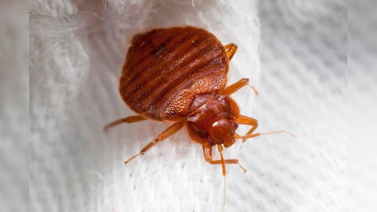 படுக்கும் மெத்தையில் மூட்டை பூச்சிகள் உடலில் இந்த அறிகுறி கவனியுங்க