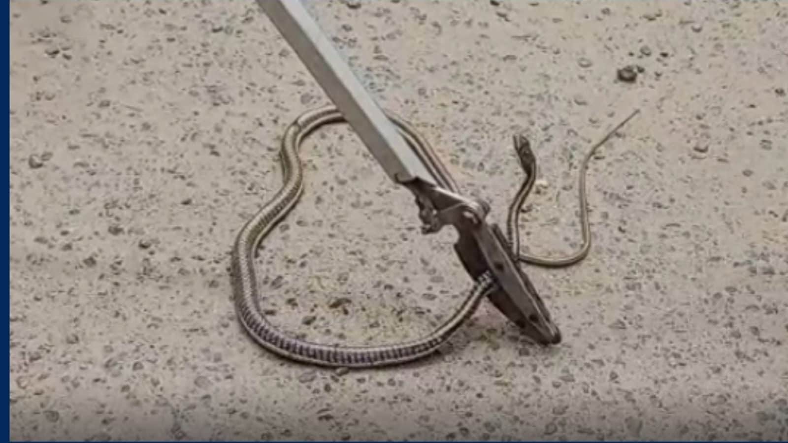 கரூர்: பயணியர் ஆட்டோவில் புகுந்த ஐந்து அடி விஷபாம்பை மீட்ட தீயணைப்பு துறை..