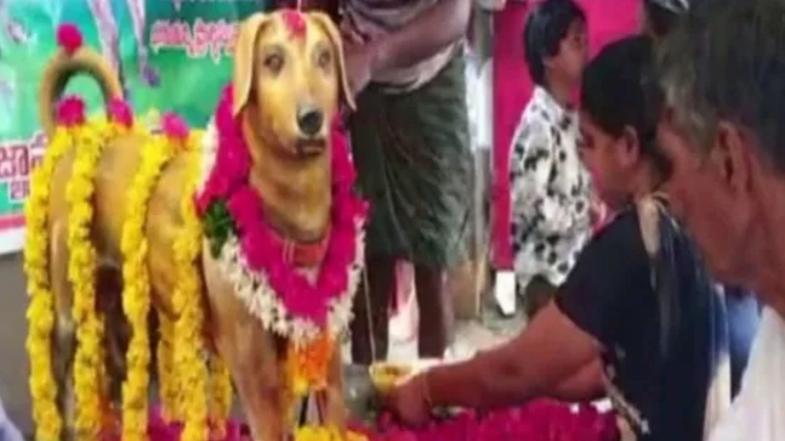 வளர்ப்பு நாய்க்கு வெண்கல சிலை வைத்து நினைவு நாள் கடைபிடிக்கும் தம்பதி