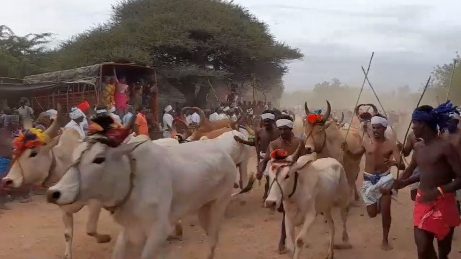 கரூர் அருகே 6 ஆண்டுக்குப் பிறகு நடந்த எருது ஓட்டம்... சீறிப்பாய்ந்த நாட்டு மாடுகள்!