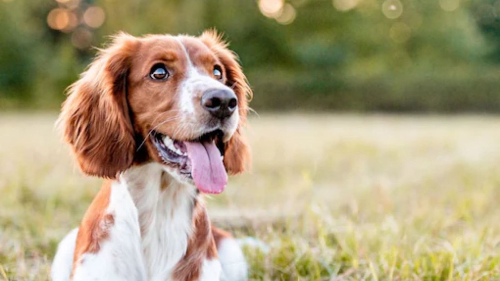 நாய் வளர்ப்பவர்கள் தெரிந்து கொள்ள வேண்டிய முக்கியமானவை - ஆய்வாளர்கள் கண்டுபிடிப்பு