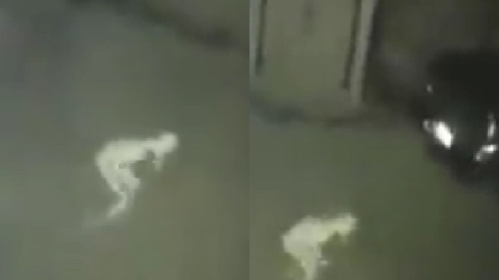Mysterious Pale creature caught on a CCTV near Moorhead