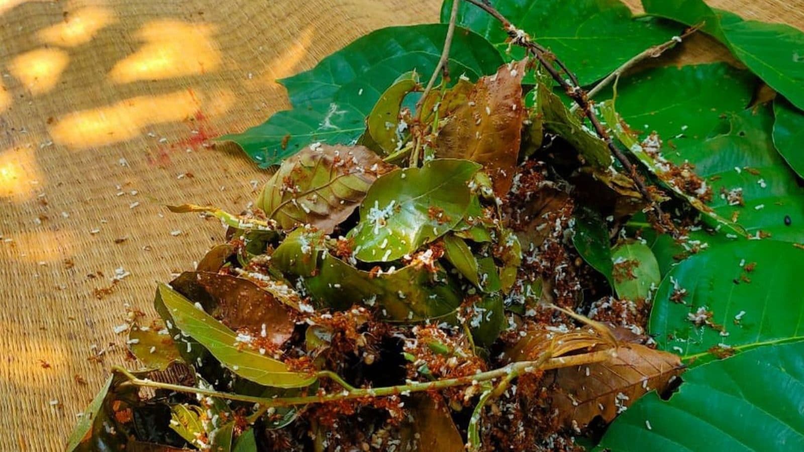 புவிசார் குறியீடு வாங்க தயாராகும் ஓடிசாவின் 'கை'எறும்பு சட்னி!