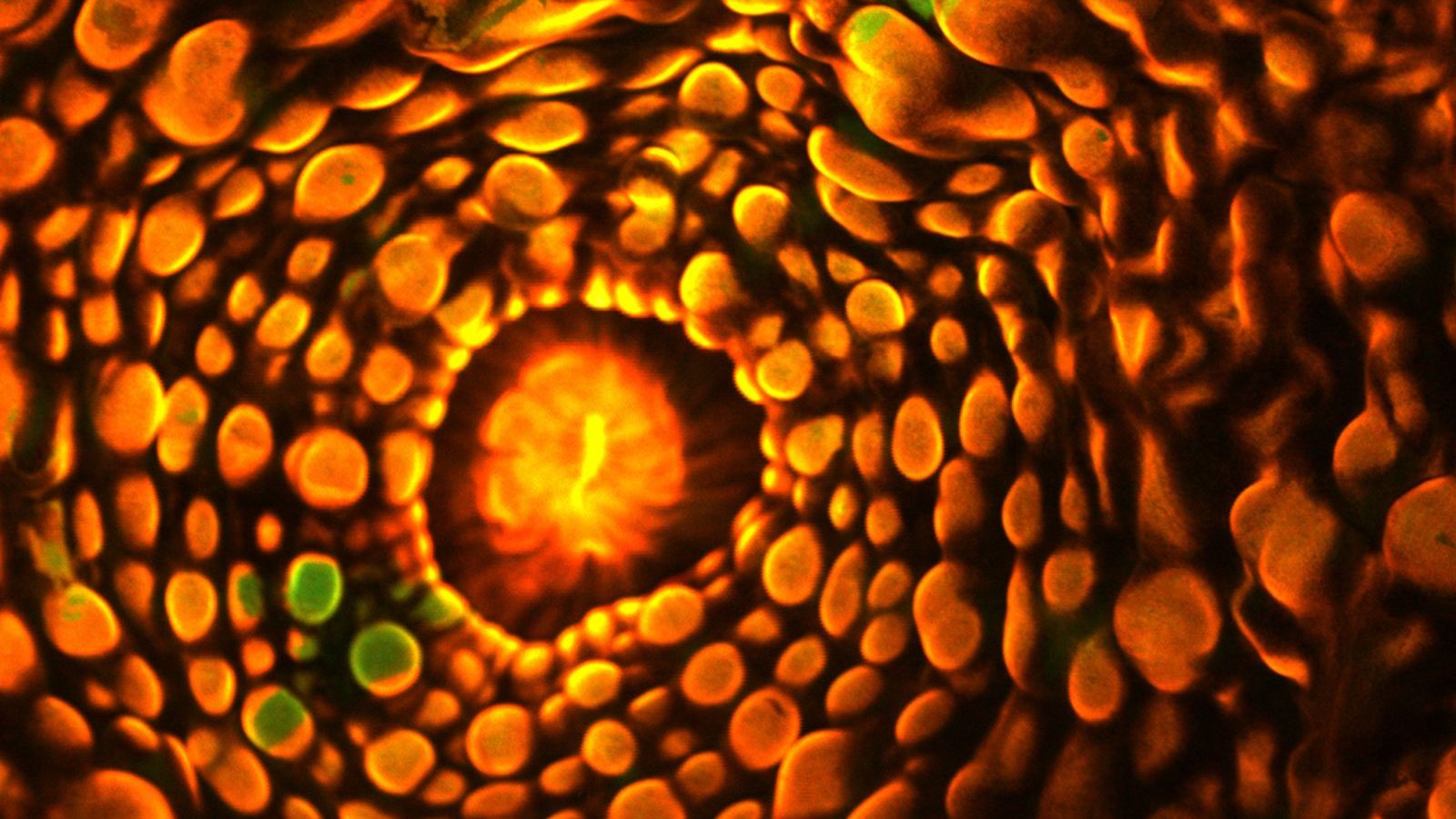 ஒளிரும் பவளப்பாறை நிறமிகளால் வாழும் ஆழ்கடல் பாசிகள்