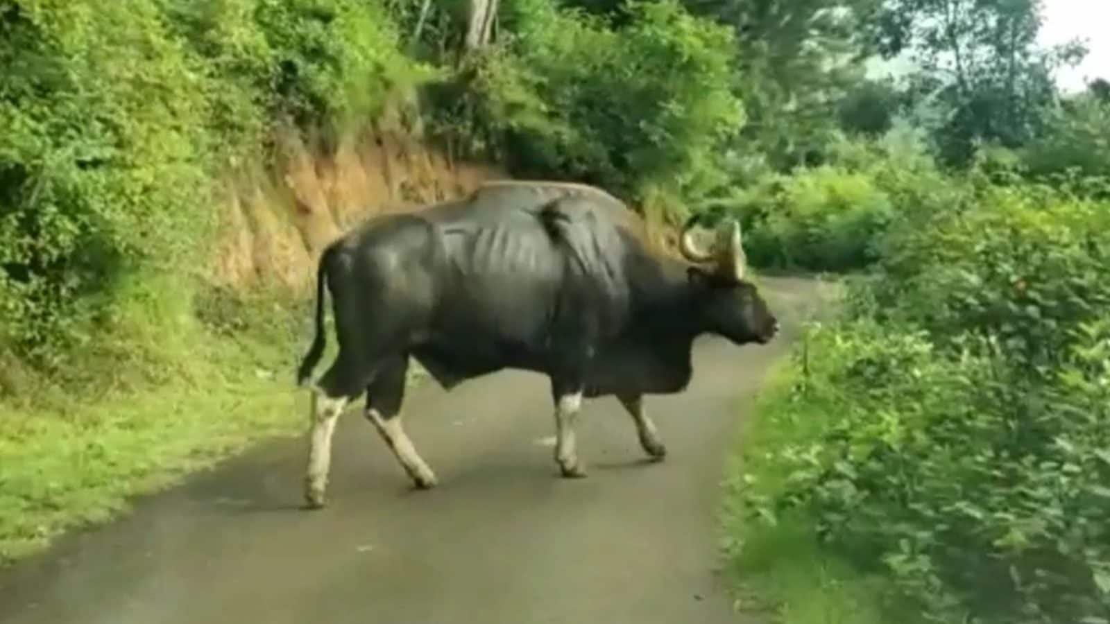 உதகையில் சாலையில் சுற்றித்திரிந்த ஒற்றை காட்டெருமை.. அச்சமடைந்த சுற்றுலா பயணிகள்