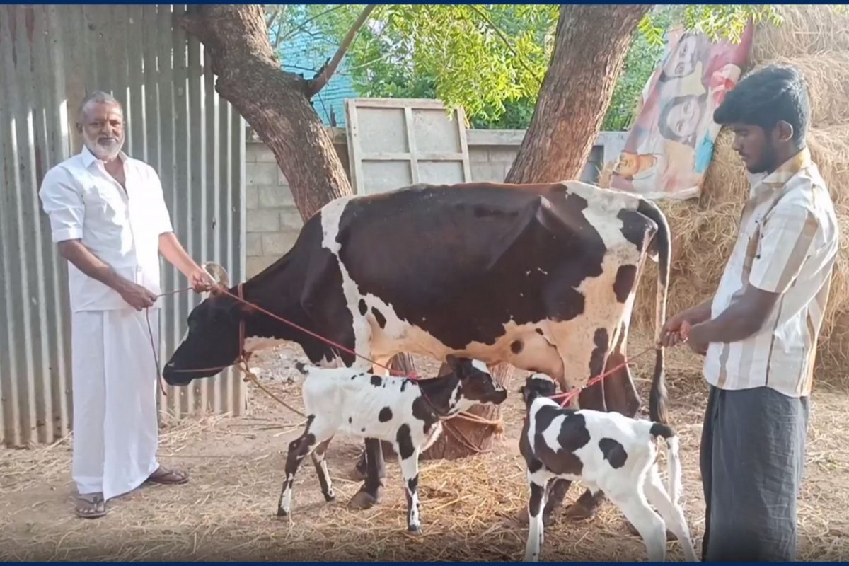 திருப்புவனத்தில் இரட்டை கன்று ஈன்ற நியூசிலாந்து ரக பசு...