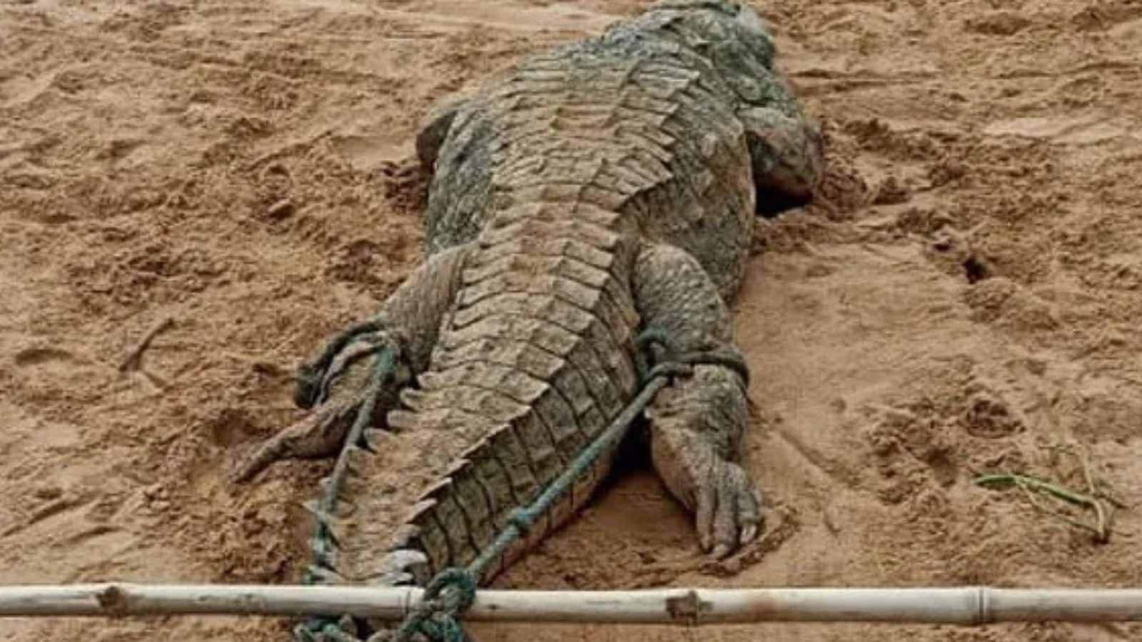 முதலை வயிற்றில் சிறுவன் உயிருடன் இருக்கிறான் என கிராம மக்கள் எடுத்த முடிவு... அடுத்து நடந்தது?