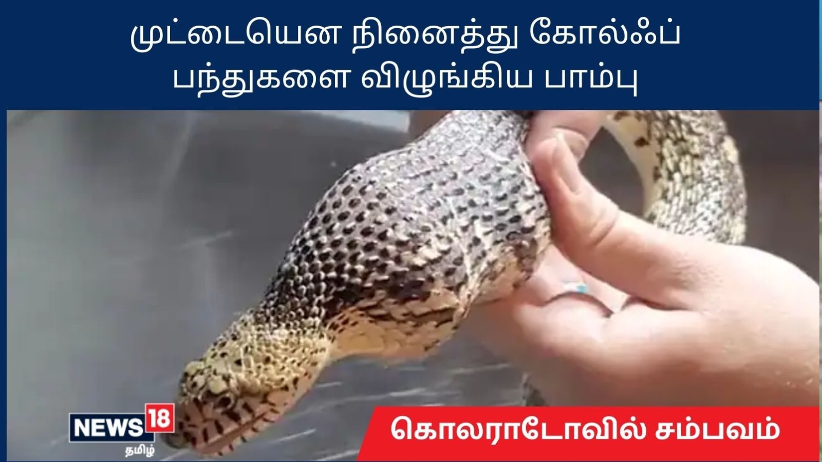 முட்டையென நினைத்து கோல்ஃப் பந்துகளை விழுங்கி வேலியில் சிக்கிய பாம்பு.