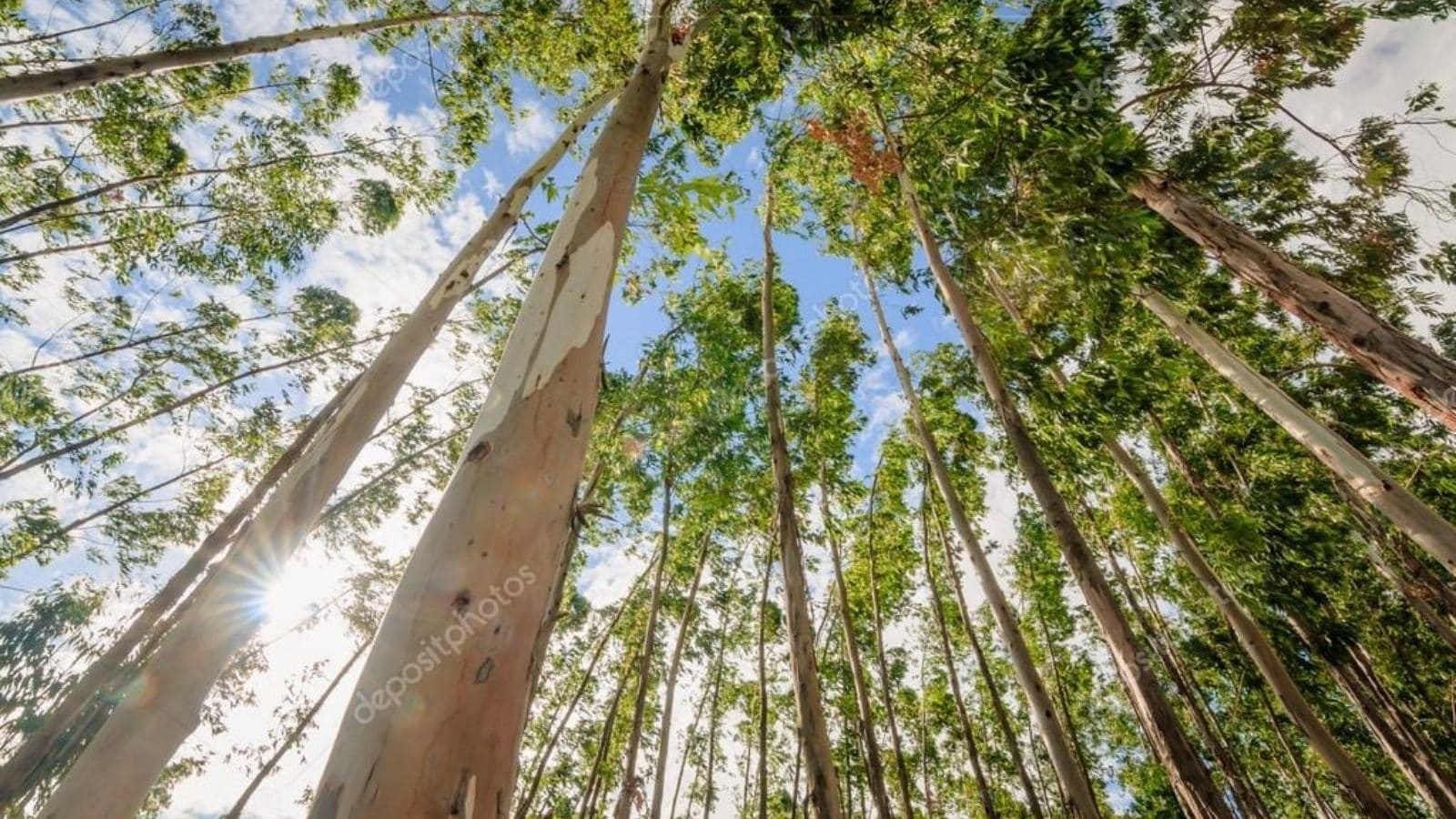 தாவரங்களை வளரவிடாத செல்ஃபிஷ் மரம்.. யூகலிப்டஸ் ஏற்படுத்தக்கூடிய ஆபத்துகள் என்ன?