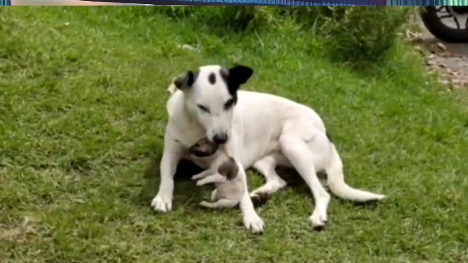 த‌ன‌து குட்டி இற‌ந்த‌து கூட‌ தெரியாம‌ல் எழுப்ப முயற்சிக்கும் தாய் நாயின் ப‌ரித‌விப்பு.. கண்கலங்க வைக்கும் புகைப்படங்கள்..