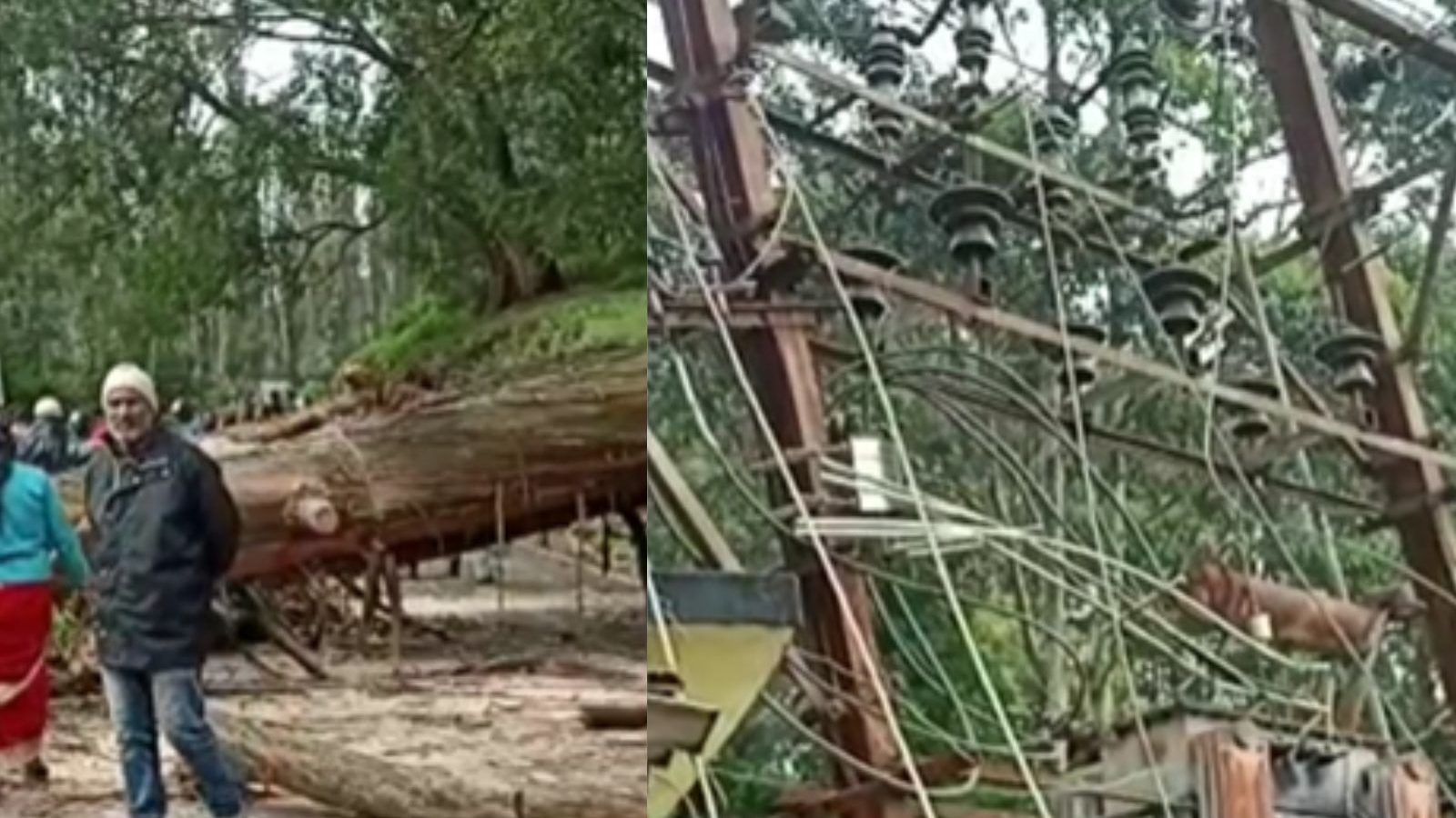 உதகையில் ராட்சத மரம் சாலை குறுக்கே விழுந்து போக்குவரத்து பாதிப்பு... 