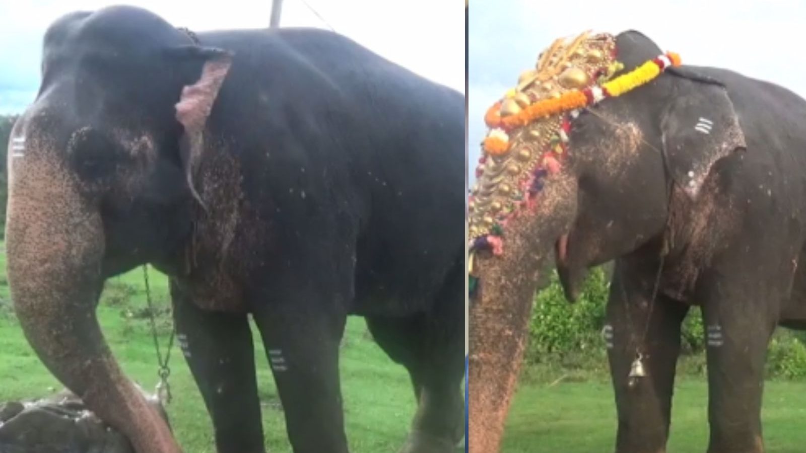 கும்கி யானைகளுக்கு பணி ஓய்வு..!