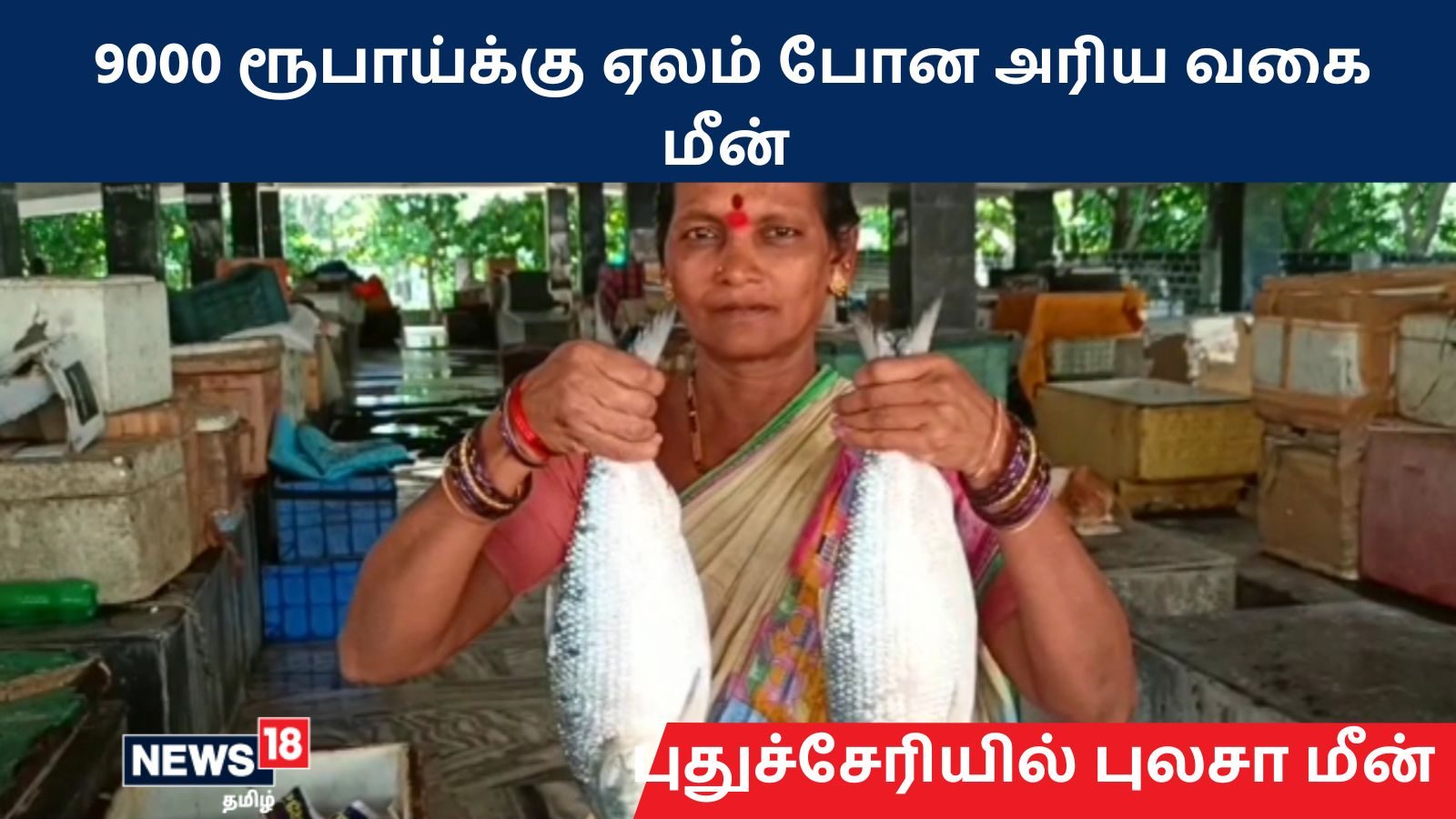 புதுச்சேரியில் 9000 ரூபாய்க்கு ஏலம் போன அரிய வகை புலாசா மீன்...