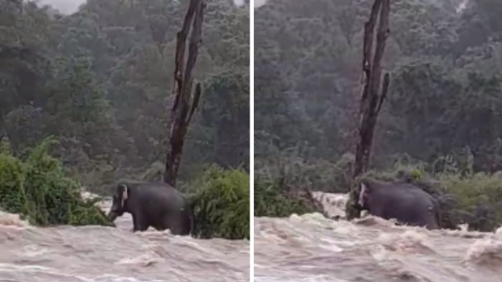 காட்டாற்று வெள்ளத்தில் சிக்கிய காட்டு யானை.. பதைபதைக்க வைக்கும் வீடியோ காட்சிகள்